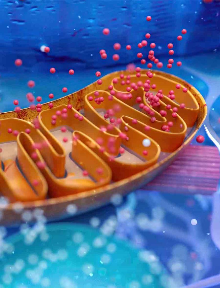 Mitochondria Panel